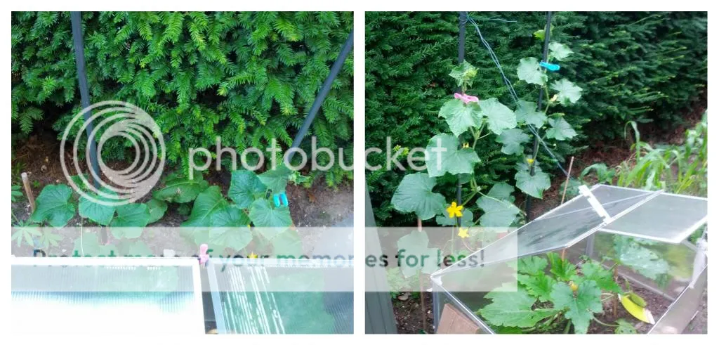 collage_20140711130457487-1.jpg