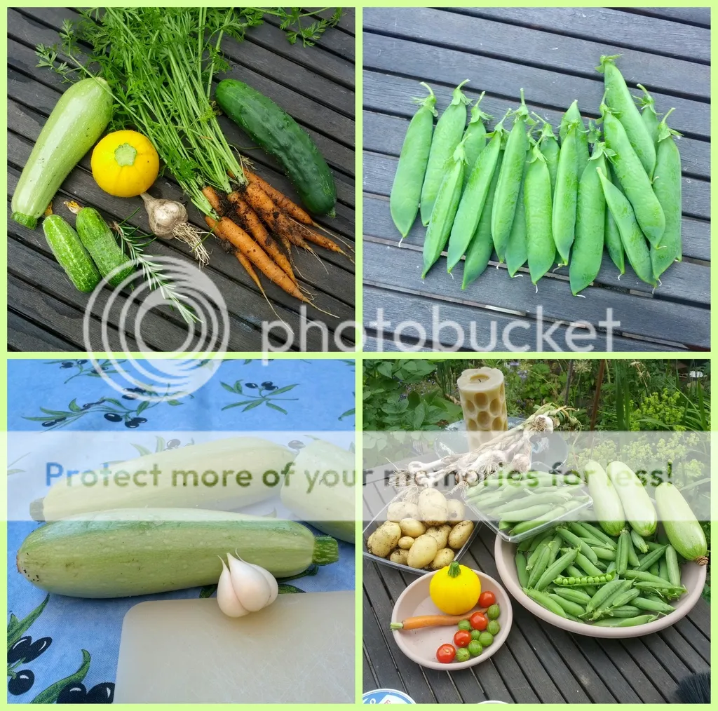 collage_20150710110257779.jpg