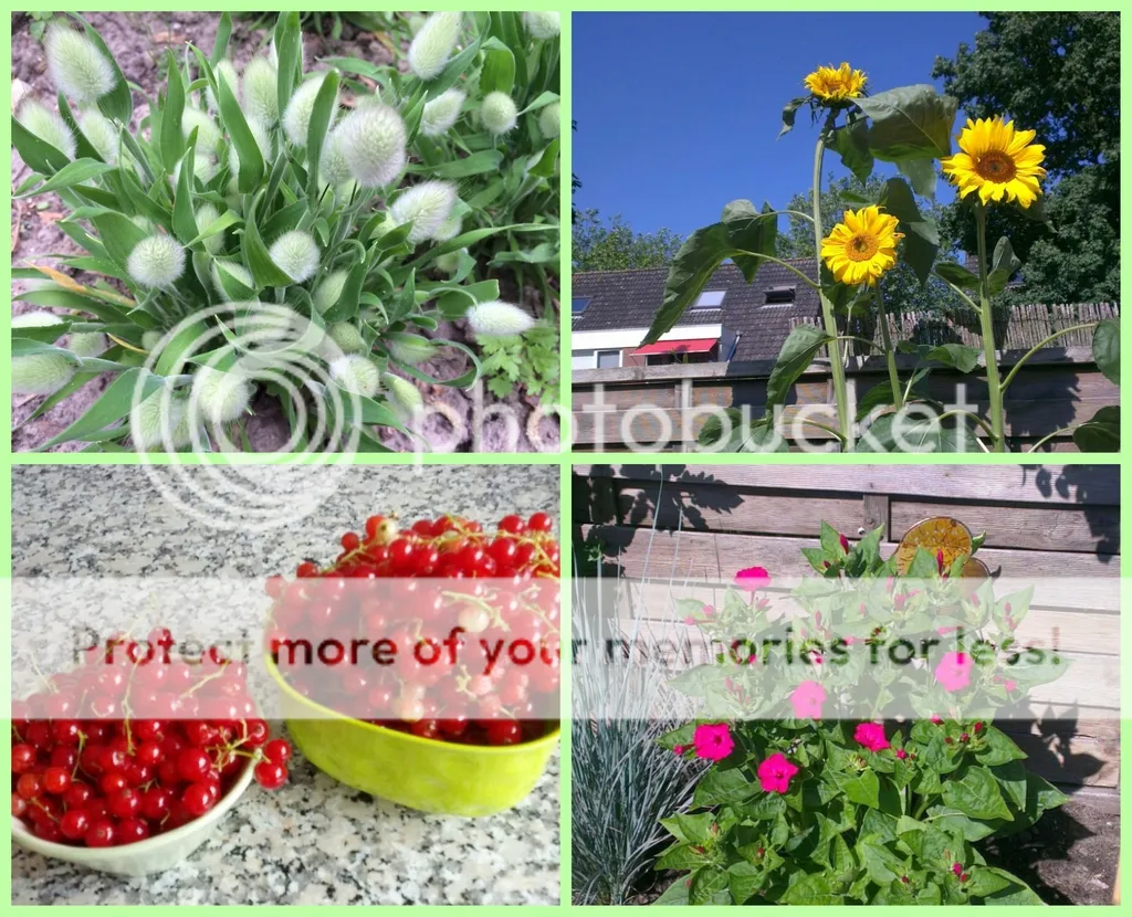 collage_20150710111242987.jpg