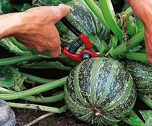courgette-ronde-recolte.22768.jpg