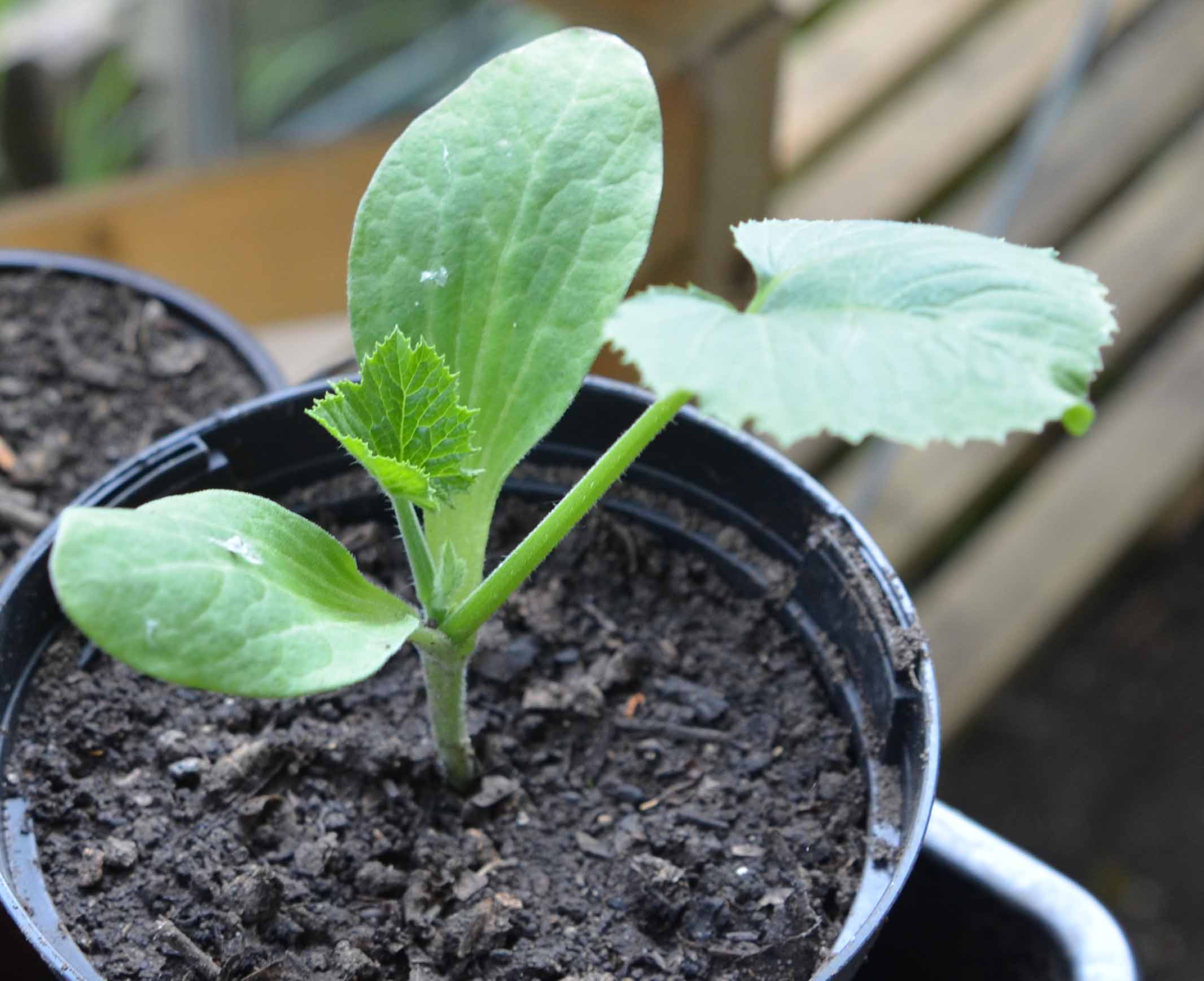 courgette-seedling-3-weeks.jpg