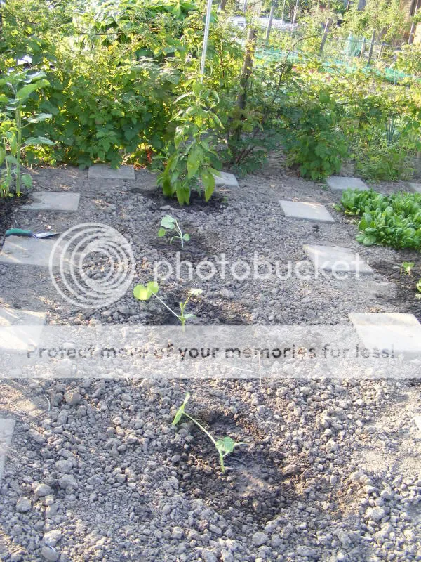 courgette-volkstuin-1.jpg