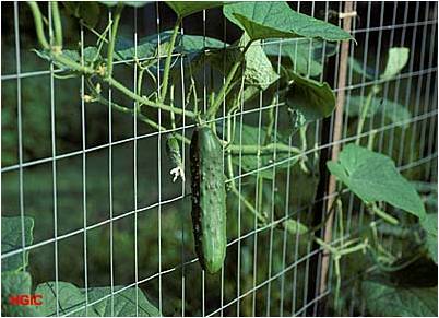 cucumber-on-trellis.jpg