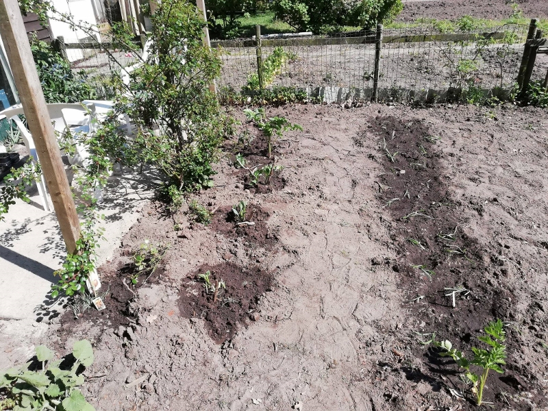 dahliasengazanias_20-04-2019.jpg