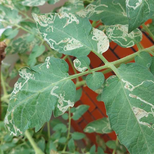 Tomatenmineermot bestrijden met roofwants - Dr. Botani