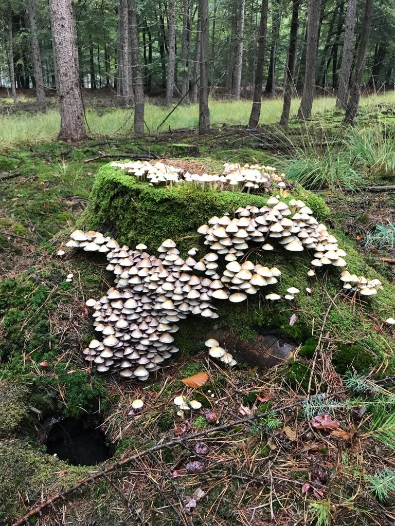 e82a890fe0569d357b84e74a741637f8.jpg