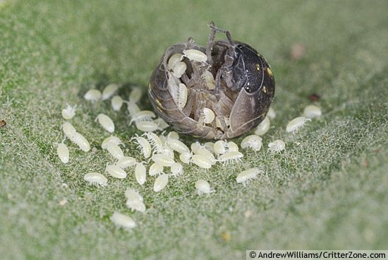 woodlice life cycle - Google Search | Pocket pet, Woodlice, Cool pets