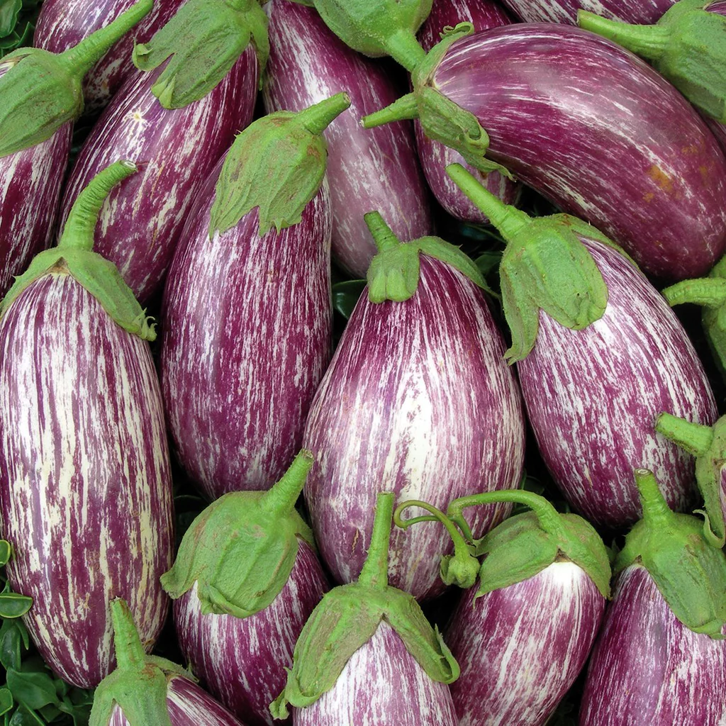 eggplant-listada-di-gandia-s1171_e6b96d5