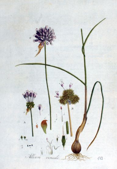 flo-bat2-84-allium-vineale.jpg