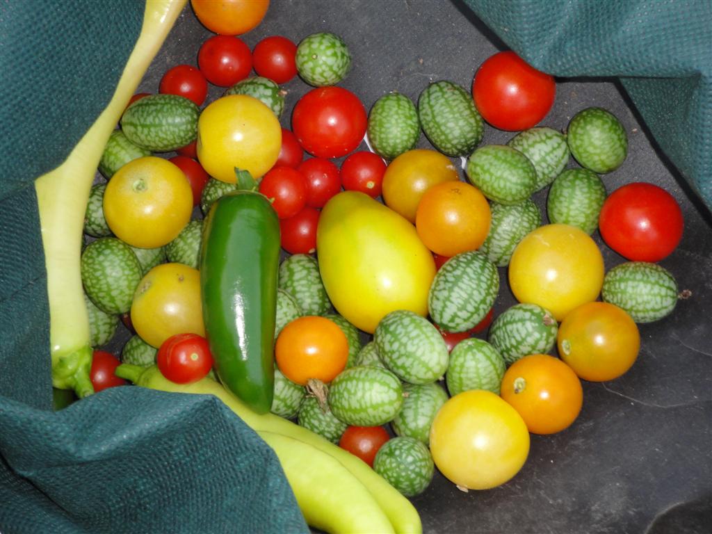 harvest-tomatoes-and-cucamelons-large.jpg