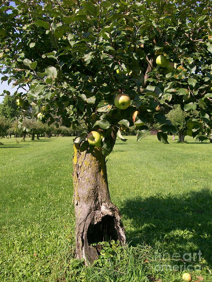 Hollow Apple Tree Photograph by Laurie Eve Loftin - Pixels