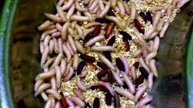 housefly_maggots_london_zoo_cory_doctorow.jpg