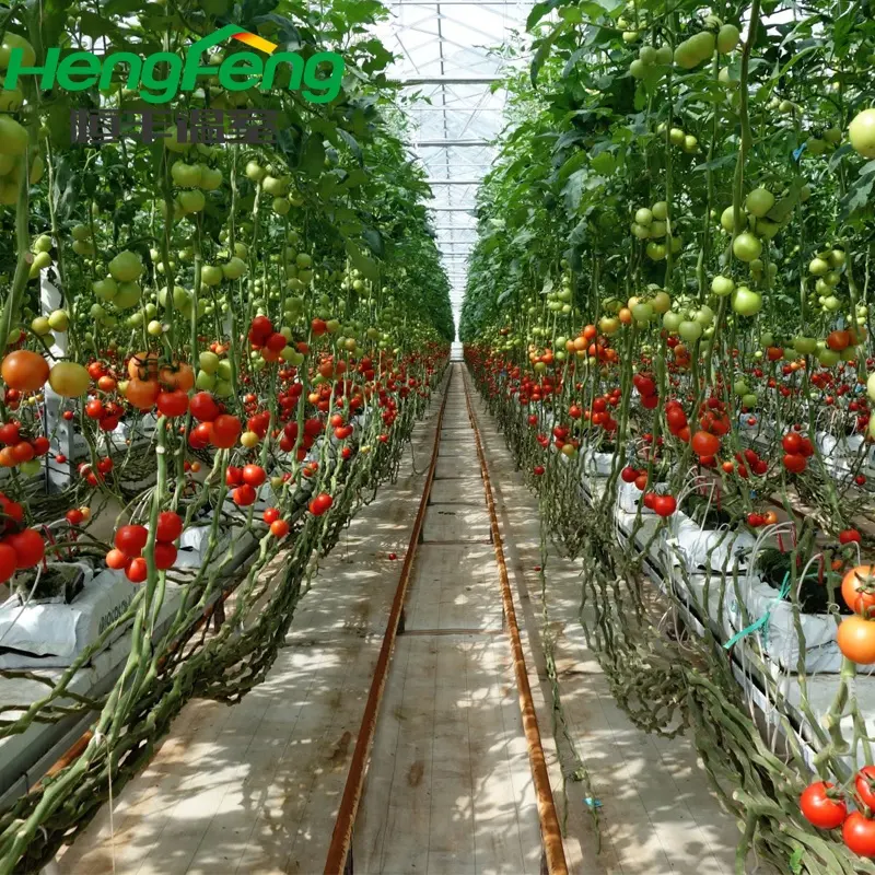 Ontdek de fabrikant Hydrocultuur Kas Tomaat van hoge kwaliteit voor  Hydrocultuur Kas Tomaat bij Alibaba.com