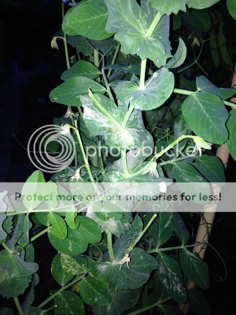 image_zps21b3b4c2.jpg