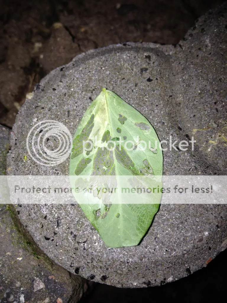 image_zps2d8690cb.jpg