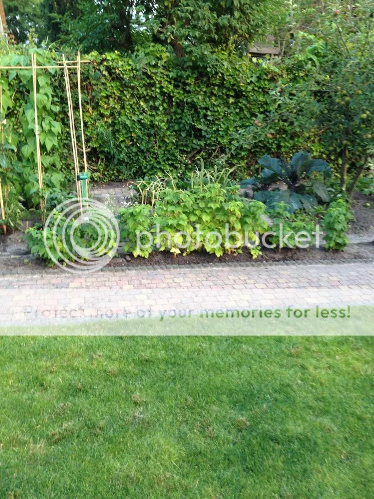 image_zps356dfdfd.jpg