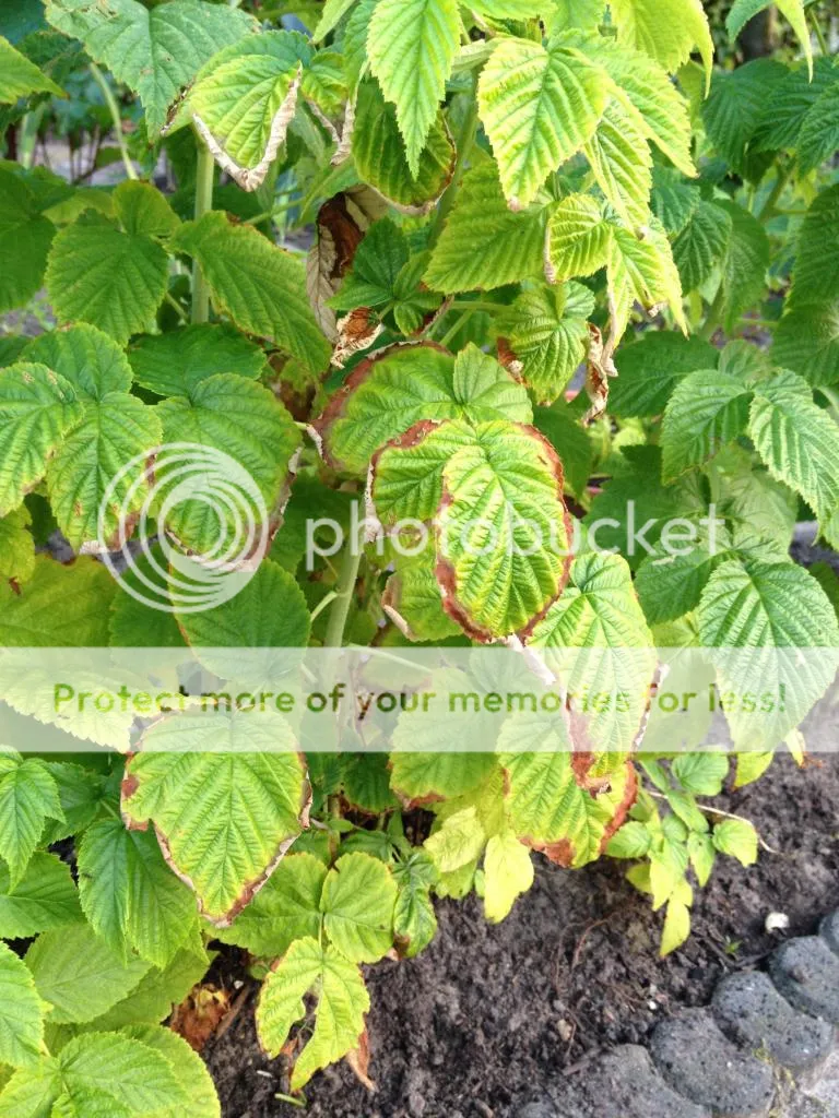 image_zps5d50b542.jpg