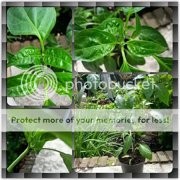 jalapeno_zpsff4c6915.jpg