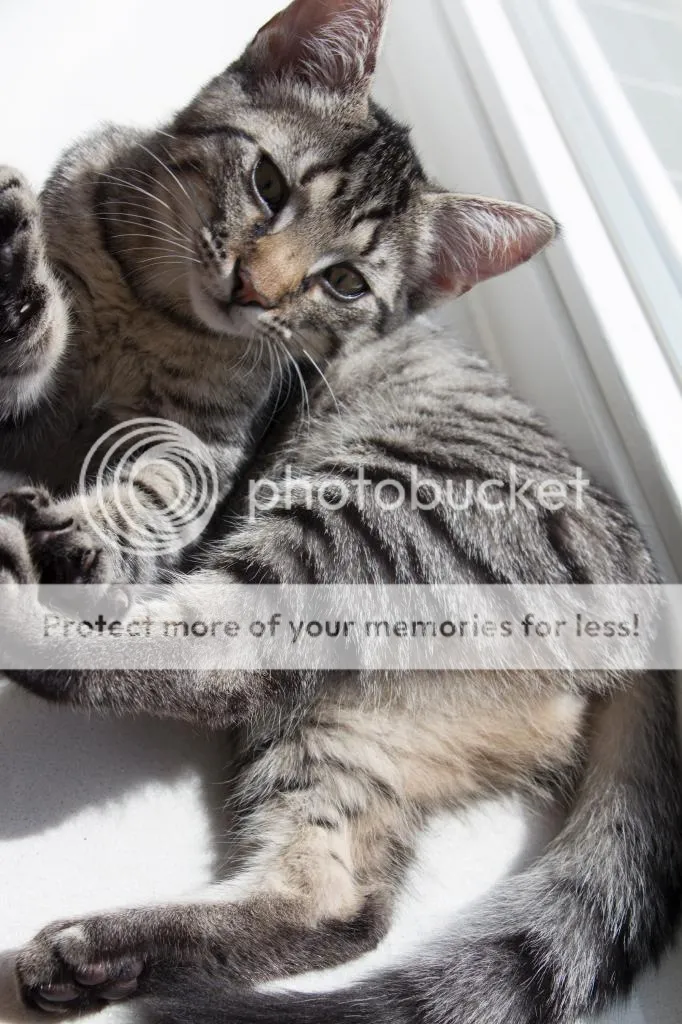 katten_064_zpsjsr4l6ch.jpg