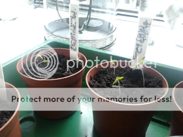 kiemplantjes.jpg