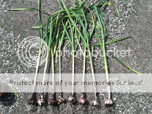 knoflook.png