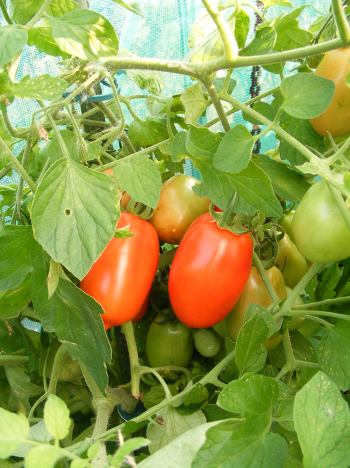 moestuin-5-aug-7.jpg