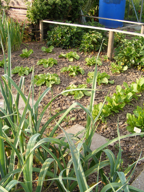 moestuin-6-aug-1.jpg