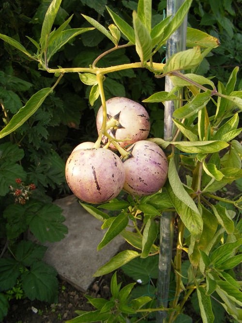 moestuin-6-aug-3.jpg