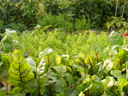 moestuin-6-aug-4.jpg