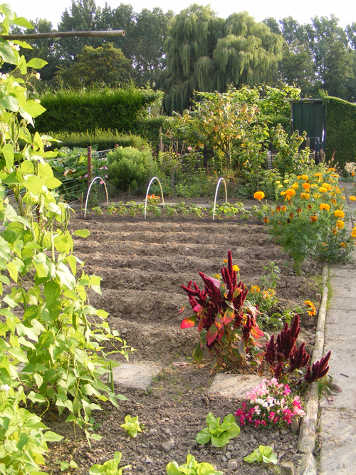 moestuin-6-aug-5.jpg