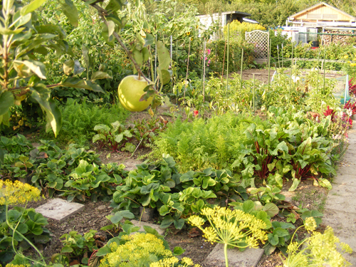moestuin-6-aug-6.jpg