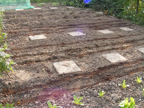 moestuin-7-aug-1.jpg