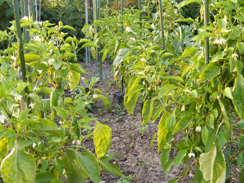 moestuin-8-aug-6.jpg