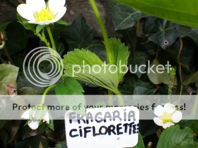 moestuinforum001-1.jpg