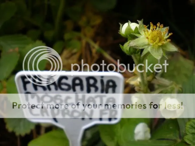 moestuinforum002-1.jpg