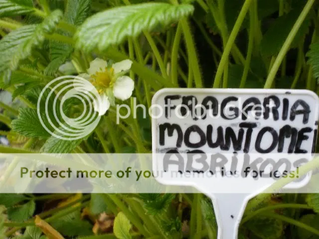 moestuinforum003-1.jpg