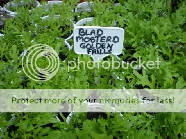 moestuinforum004-1.jpg