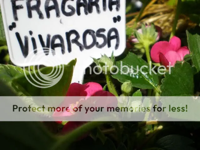moestuinforum005-2.jpg