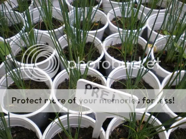 moestuinforum007-1.jpg
