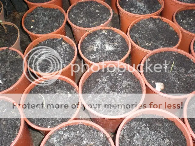 moestuinforum008-1.jpg