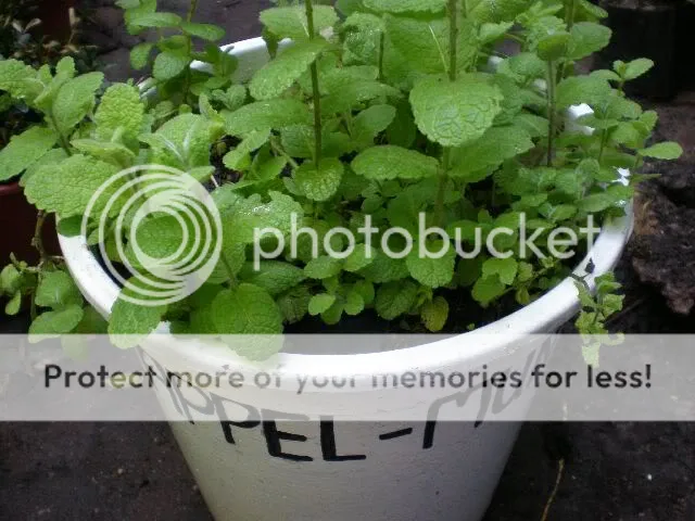 moestuinforum010-1.jpg