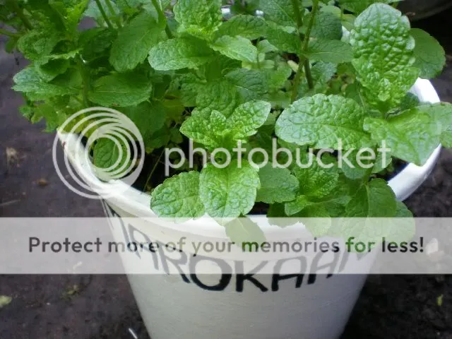 moestuinforum011-1.jpg