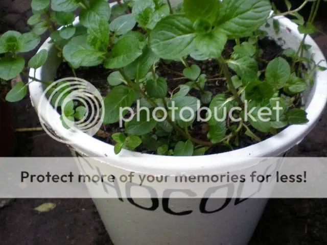 moestuinforum012-1.jpg