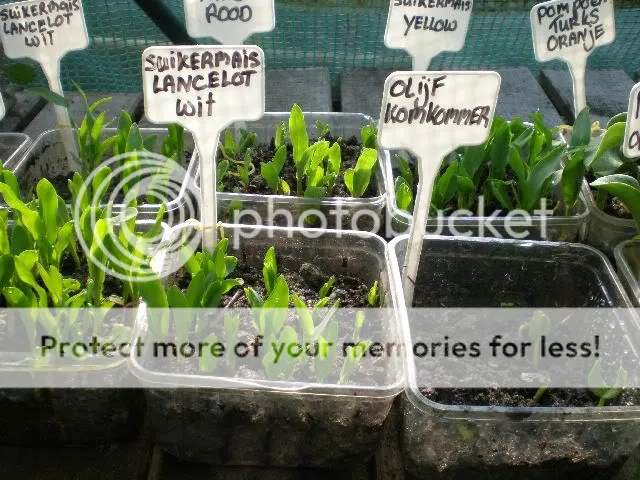 moestuinforum013-1.jpg