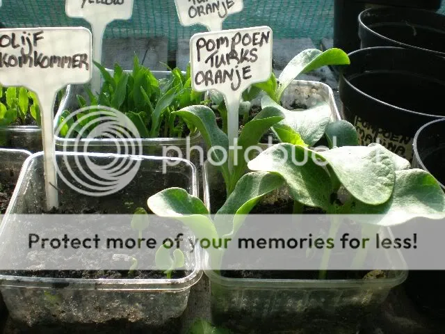 moestuinforum014-1.jpg