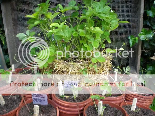 moestuinforum014-2.jpg