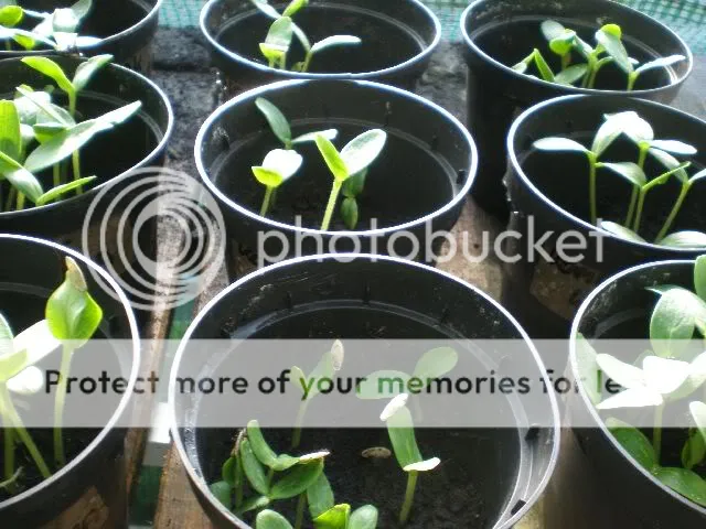 moestuinforum016.jpg