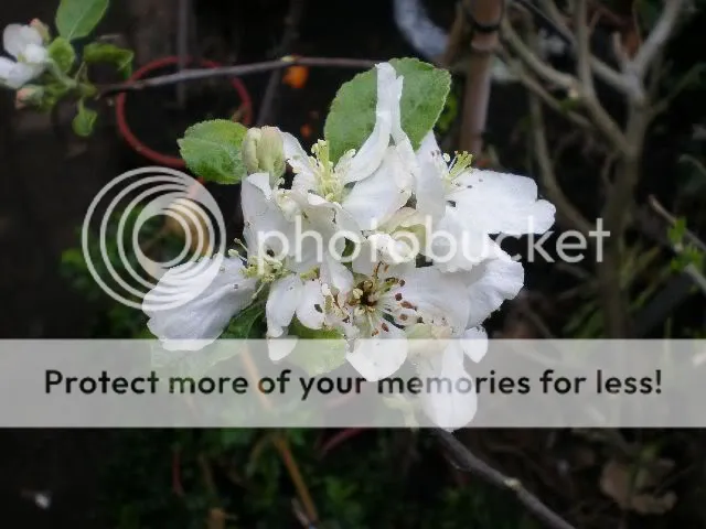 moestuinforum018.jpg