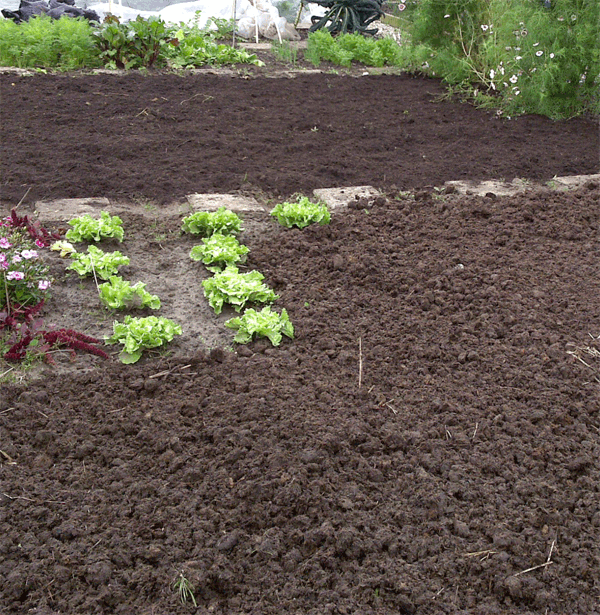 mulch-moestuin.gif