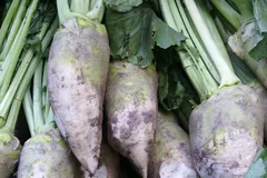 mustard-root-21646344.jpg